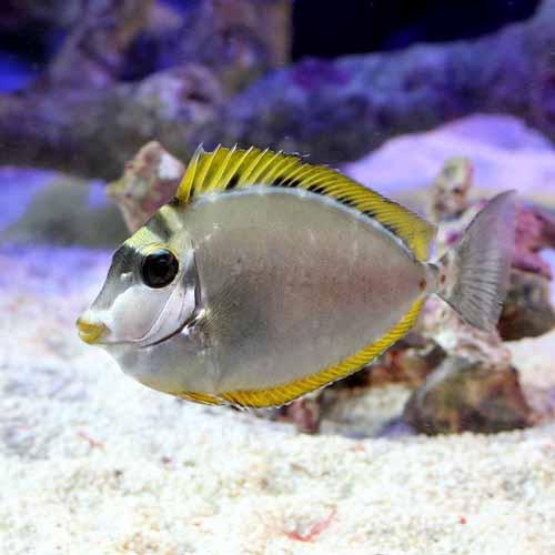 （海水魚）インド洋産　ミヤコテングハギ（１匹）