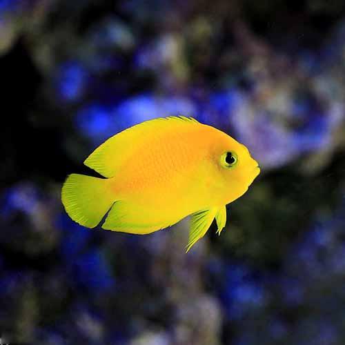 （海水魚）ヤッコ　ヘラルドヤッコ　Ｓサイズ（１匹）