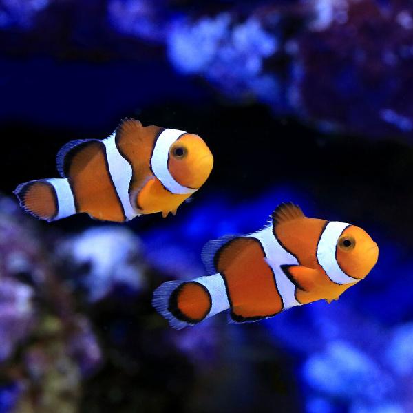 （海水魚）カクレクマノミ（ブリード）（Ｂ品）（１匹）