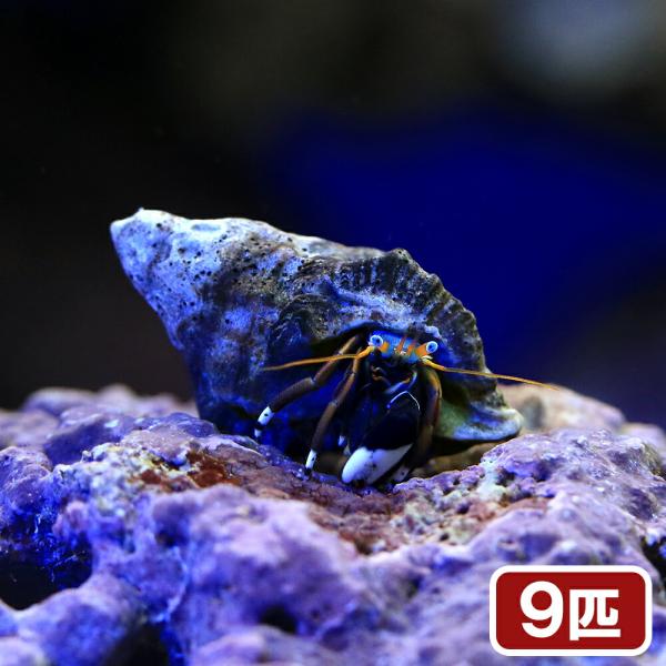 （海水魚）ヤドカリ　ヤドカリミックス　Ｓサイズ（９匹）