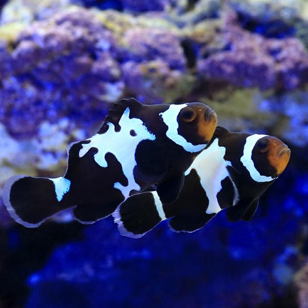 （海水魚）ブラックスノーフレークオセラリス　ペアリングチャレンジセット（ブリード）（１セット）