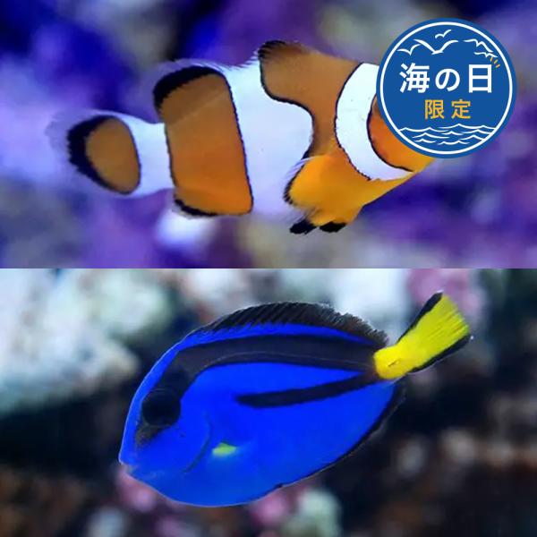（海水魚）【海の日限定！】ナンヨウハギ（１匹）＋カクレクマノミ（ブリード）（２匹）