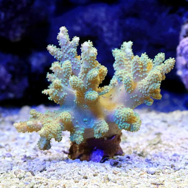 （サンゴ）沖縄産　ナグラカタトサカ　ライトグリーン　Ｓサイズ（１個）　ｙ−95