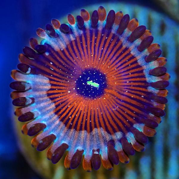 （サンゴ）マメスナギンチャク　ブルーアガベ　プラグ付き（１個）