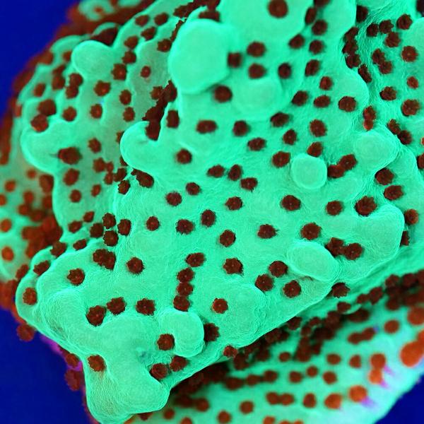 （サンゴ）オーストラリア産　コモンサンゴｓｐ．メタリックグリーン　ポリプレッド　ポリカプラグＭ（１個...