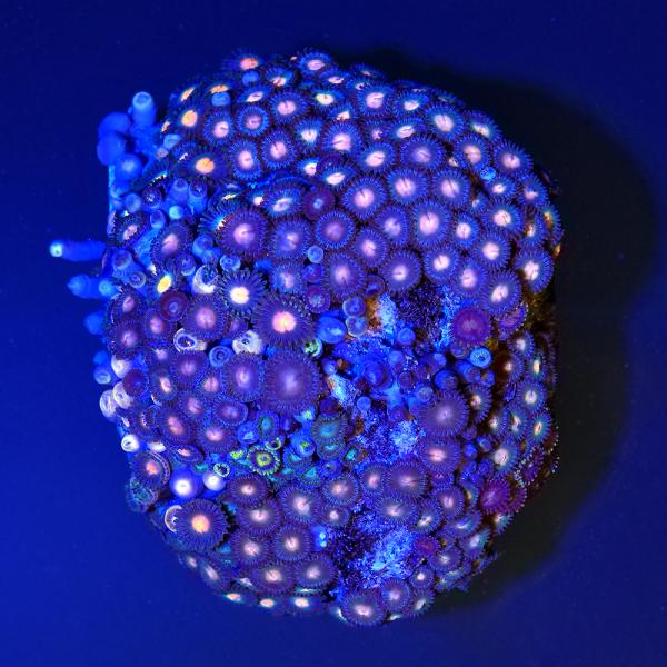 （サンゴ）一点物　ベトナム産　マメスナギンチャク　ポリカプラグＬ　Ｇ‐５９（１個）
