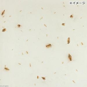 (生餌)死着保証あり オオミジンコ入り飼育水(...の詳細画像1