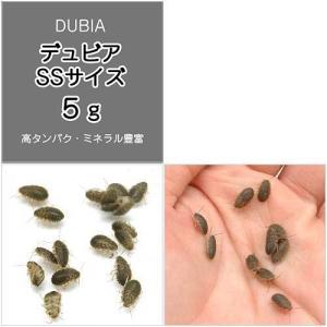 (生餌)死着保証あり デュビア(アルゼンチンモ...の詳細画像1
