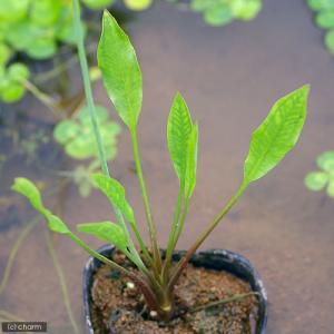 （ビオトープ）水生植物　トウゴクヘラオモダカ（１ポット）　抽水植物