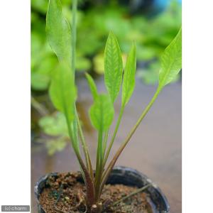 (ビオトープ)水生植物 トウゴクヘラオモダカ(...の詳細画像1