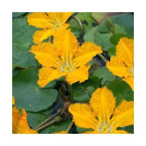 （ビオトープ）水生植物　アサザ　夕日（１ポット）浮葉植物