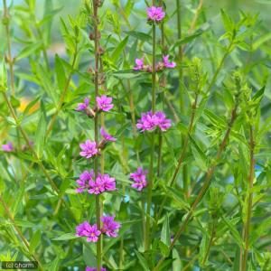 (ビオトープ)水生植物 エゾミソハギ(無農薬)...の詳細画像1