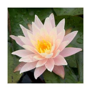 （ビオトープ）睡蓮　温帯性睡蓮（スイレン）（オレンジ）　バーバラ　ドビンス　Ｂａｒｂａｒａ　ＤｏｂｂｉｎＳ　（１ポット）