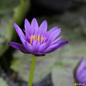 (ビオトープ)睡蓮 熱帯性睡蓮(スイレン)(青...の詳細画像1