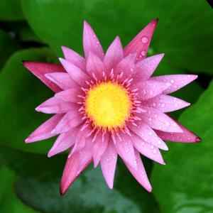(ビオトープ)睡蓮 熱帯性睡蓮(スイレン)(桃)...の商品画像