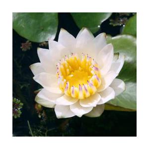 （ビオトープ）睡蓮　熱帯性睡蓮（スイレン）（白）　ジョセフィン（１ポット）（ムカゴ種）（休眠状態）