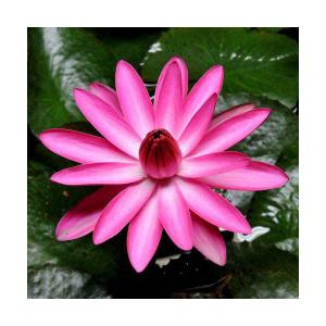 （ビオトープ）睡蓮　熱帯性睡蓮（スイレン）夜咲き（桃）　ミセス　エミリー　グラント　ハッチングス（１ポット）（休眠状態）