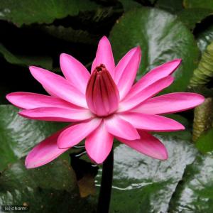 (ビオトープ)睡蓮 熱帯性睡蓮(スイレン)夜咲...の詳細画像1