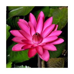 （ビオトープ）睡蓮　熱帯性睡蓮（スイレン）夜咲き（赤）　アンタレス（１ポット）（休眠状態）