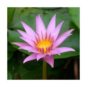 （ビオトープ）睡蓮　熱帯性睡蓮（スイレン）（淡桃）　ピンクスター（１ポット）（休眠状態）