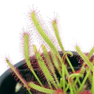 （食虫植物）モウセンゴケ　アフリカナガバモウセンゴケ（ドロセラ　カペンシス） 赤花　２．５〜３号（１ポット）