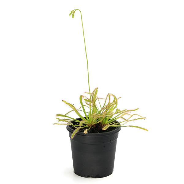 （食虫植物）モウセンゴケ　アフリカナガバモウセンゴケ（ドロセラ　カペンシス） 赤花　２．５〜３号（１...