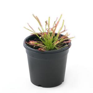 (食虫植物)モウセンゴケ アフリカナガバモウセ...の詳細画像1