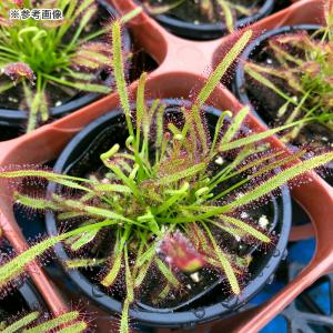 (食虫植物)モウセンゴケ アフリカナガバモウセ...の詳細画像2