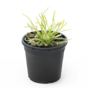 (食虫植物)モウセンゴケ アフリカナガバモウセ...の詳細画像1