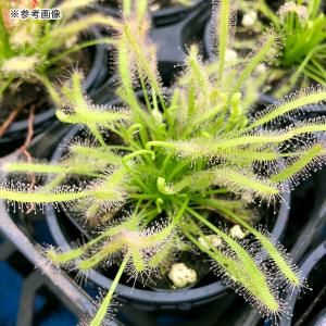 (食虫植物)モウセンゴケ アフリカナガバモウセ...の詳細画像2