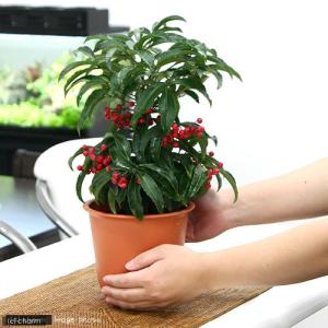 (山野草)万両 オオミマンリョウ タカラブネ(...の詳細画像2