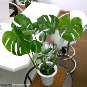 （観葉植物）大型　インテリア　モンステラ　６号（１鉢）
