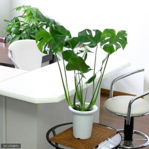 (観葉植物)大型 インテリア モンステラ 6号...の詳細画像1