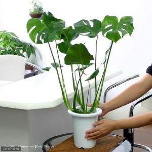 (観葉植物)大型 インテリア モンステラ 6号...の詳細画像2