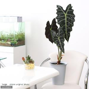 （観葉植物）アロカシア　アマゾニカ　６号（１鉢）
