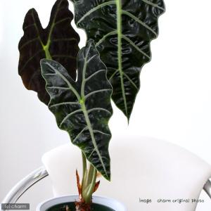 (観葉植物)アロカシア アマゾニカ 6号(1鉢)の詳細画像1