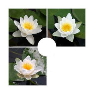 （ビオトープ）睡蓮　おまかせ温帯性品種睡蓮（スイレン）　白系色　１種（１ポット）（休眠状態）