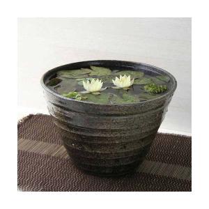 （ビオトープ）（水草）姫睡蓮（ヒメスイレン）（黄）　益子焼　姫睡蓮鉢（ヒメスイレン鉢）セット（炭化）　説明書付　本州四国限定