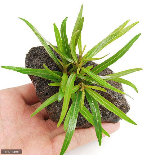 （水草）アラグアイア　レッドシャープリーフ　ハイグロ（水上葉）穴あき溶岩石付（無農薬）（１個）