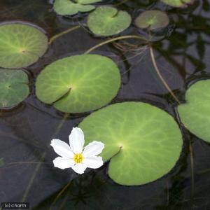 (ビオトープ)水生植物 バナナプラント(ハナガ...の詳細画像1