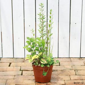 （ビオトープ）水生植物　メダカの隠れ家　置くだけ簡単　インスタントビオトープ（寄せ植え）（１鉢）メダカの寄せ植え　水質浄化　隠れ家　産卵床