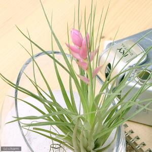 （観葉植物）エアープランツ　チランジア　ストリクタ　ハードリーフ（１株）