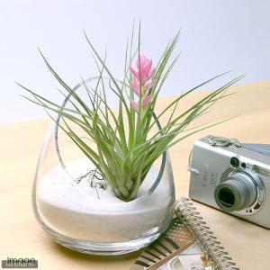 (観葉植物)エアープランツ チランジア ストリ...の詳細画像1