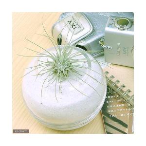 （観葉植物）エアープランツ　チランジア　フックシー（アルゲンティア）（１株）