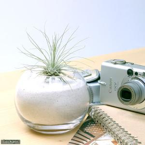 (観葉植物)エアープランツ チランジア フック...の詳細画像1