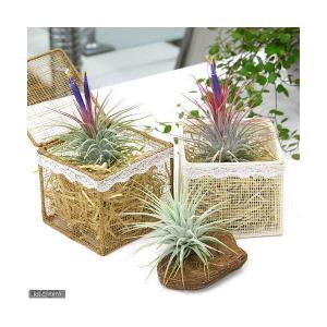 （観葉植物）エアープランツ　チランジア　イオナンタ（１株）