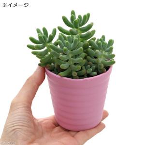 (多肉植物)セダム 乙女心(おとめごころ) 2...の詳細画像1