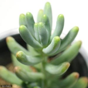 (多肉植物)セダム 乙女心(おとめごころ) 2...の詳細画像2