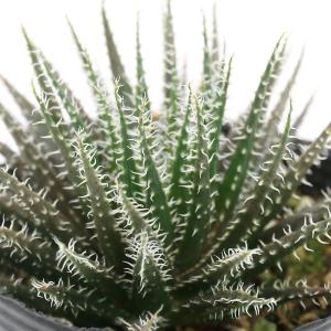 （多肉植物）アロエ　ハオルチオイデス　２．５号（１ポット）