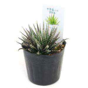 (多肉植物)アロエ ハオルチオイデス 2.5号...の詳細画像1